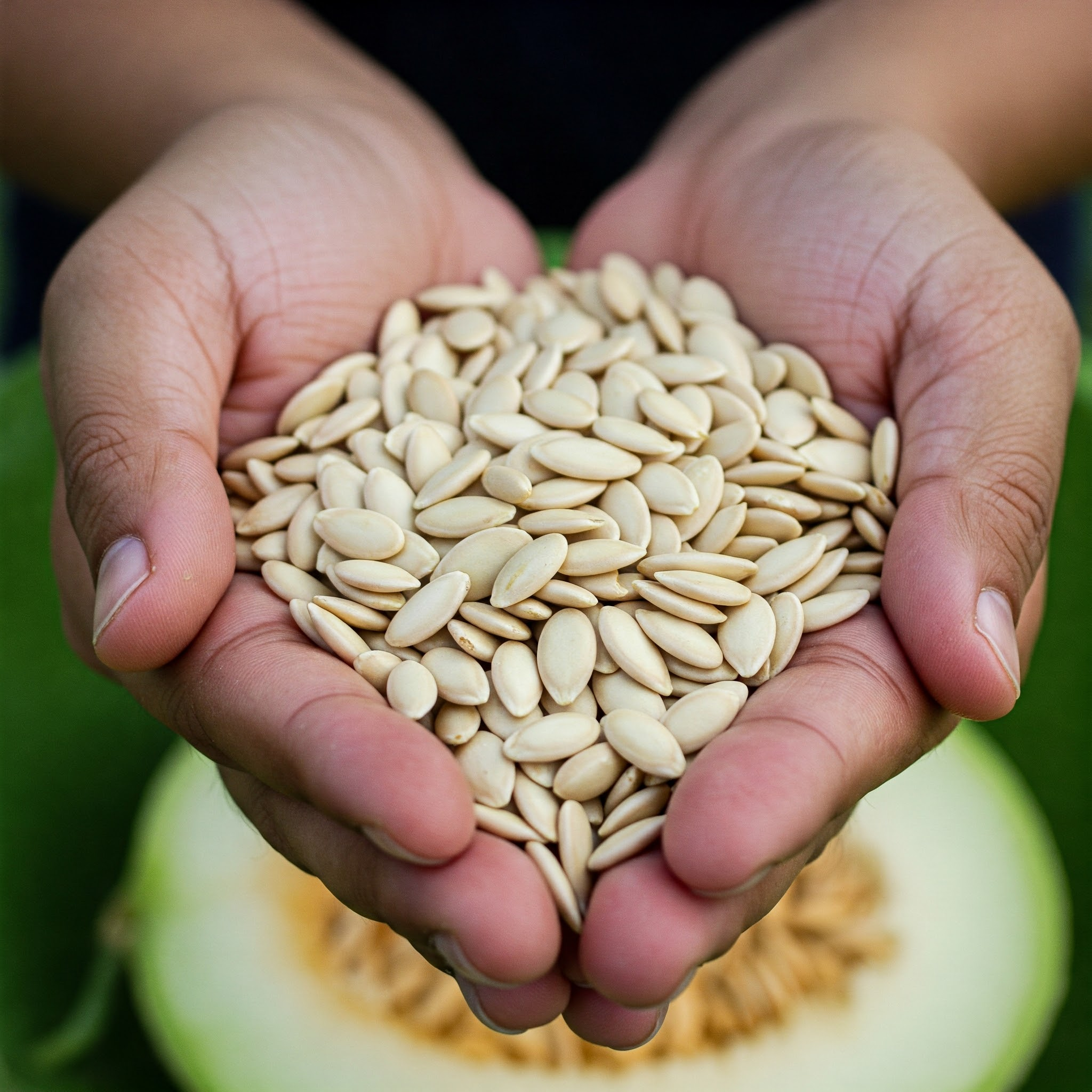 Sunflower Seeds